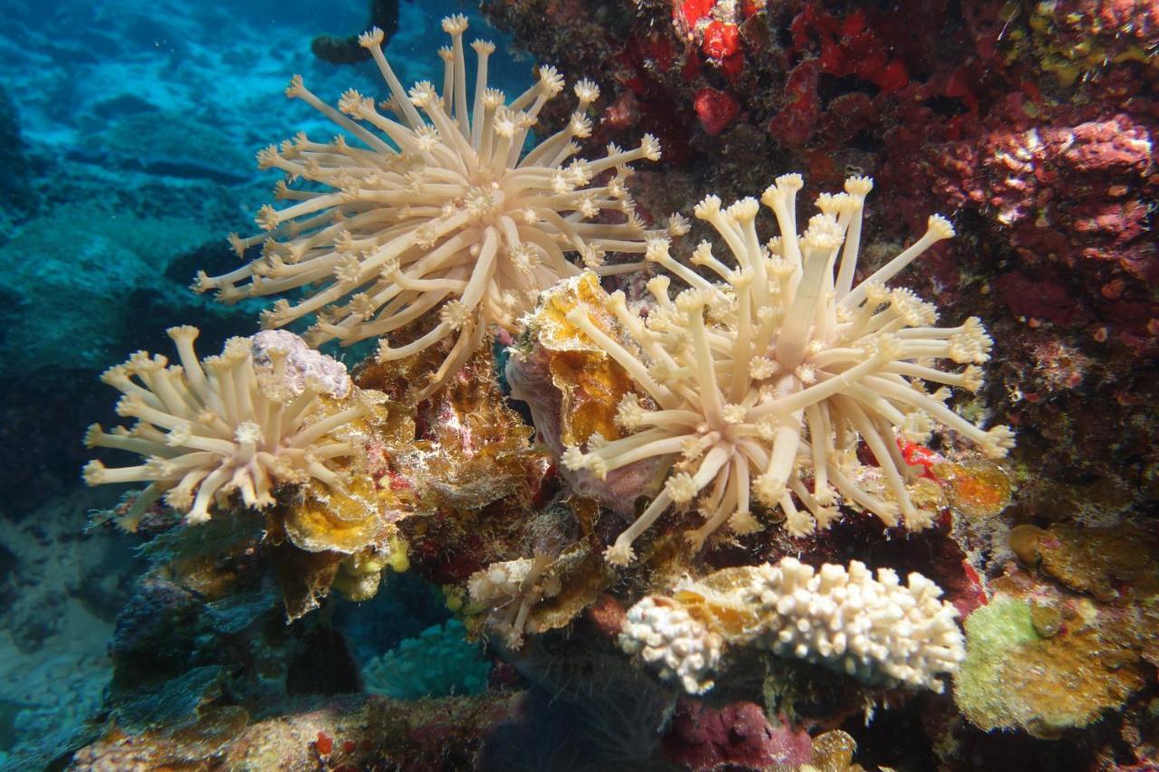 拉哈度假村 Fonadhoo 外观 照片